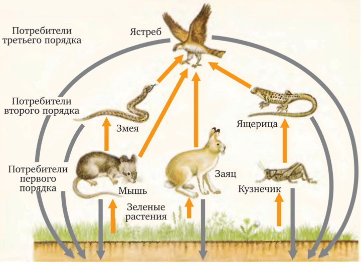 Пространственно-типологическая структура и организация населения птиц