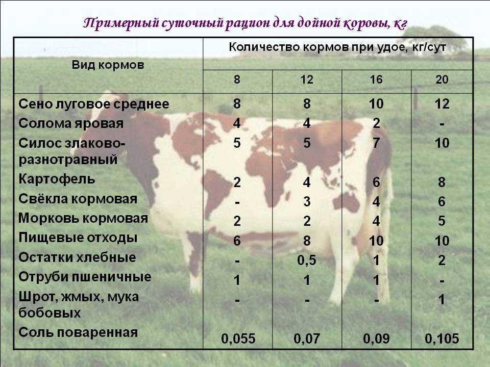Особенности кормления стельных сухостойных коров