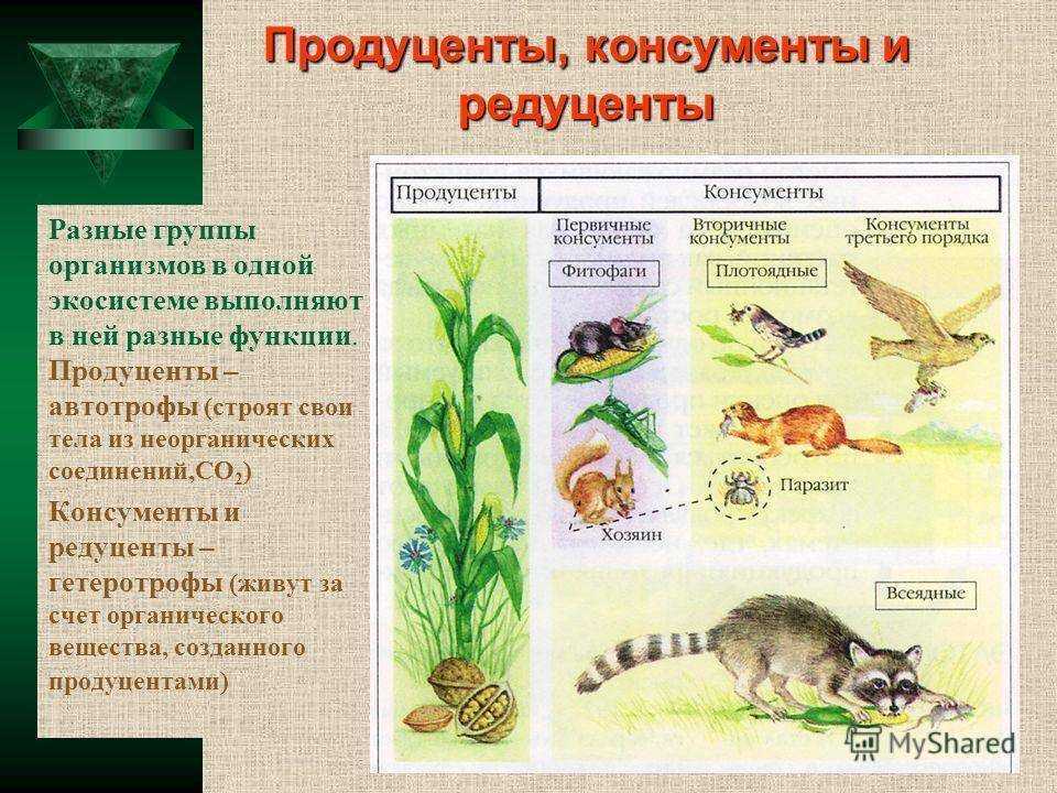 Продуценты, консументы, редуценты - структурные компоненты цепей