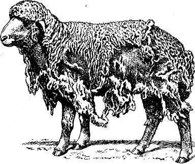 Борьба с мелофагозом овец: исследования специалистов вятской гса — мясная отрасль: статьи и публикации
