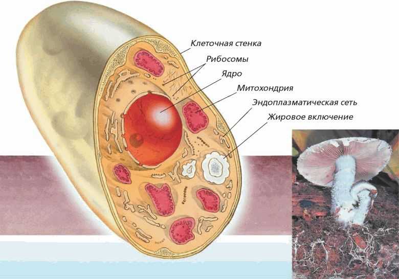 Строение клеток растений, животных и грибов. вирусы.