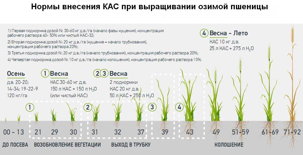 Растения малинового клевера - советы по выращиванию малинового клевера в качестве покровной культуры