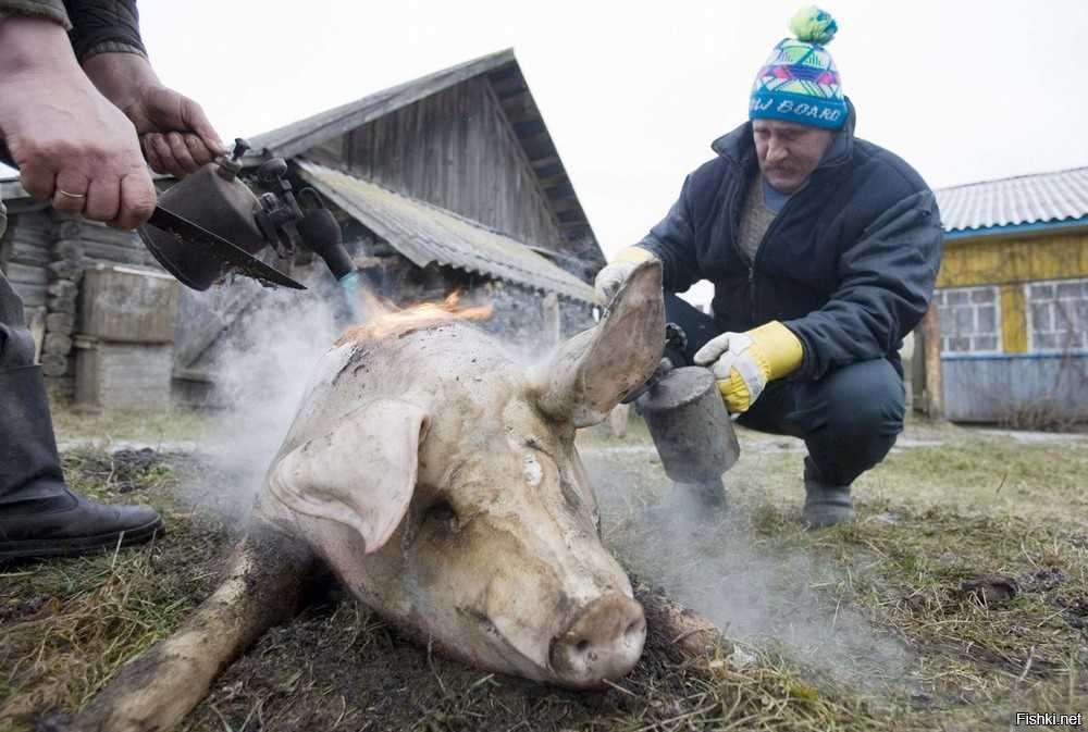 Описание метода переработки свиней в шкуре