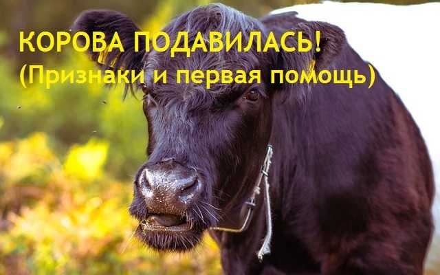 Почему у коровы текут слюни: причины и что делать, если идет пена изо рта