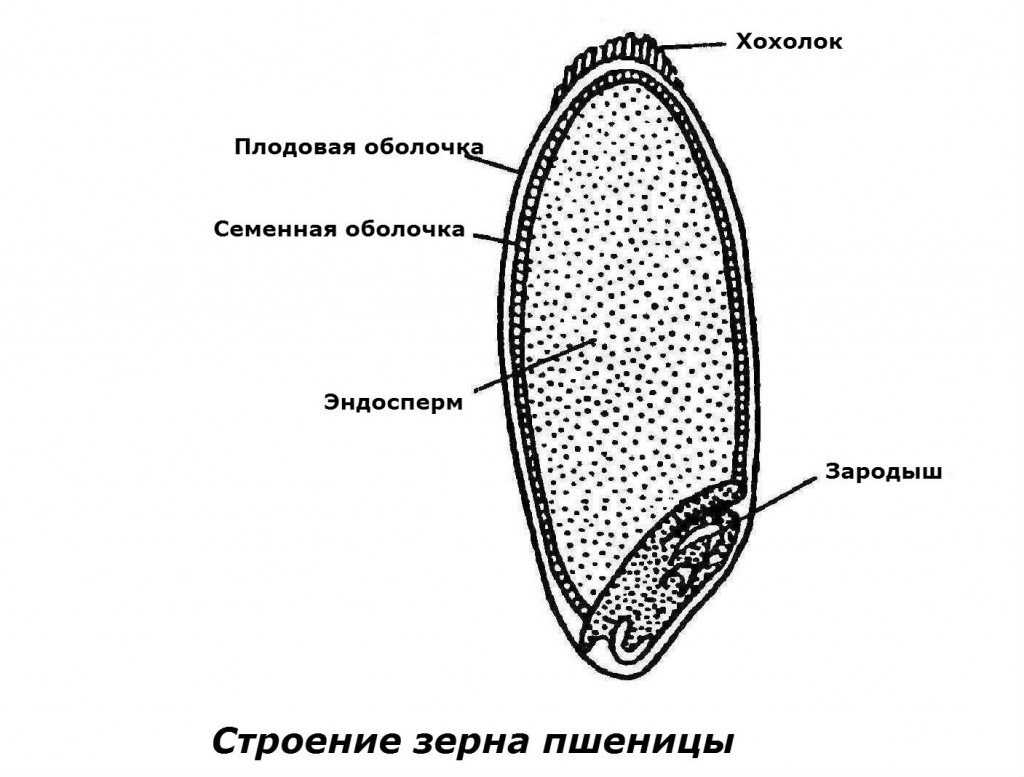 Горох