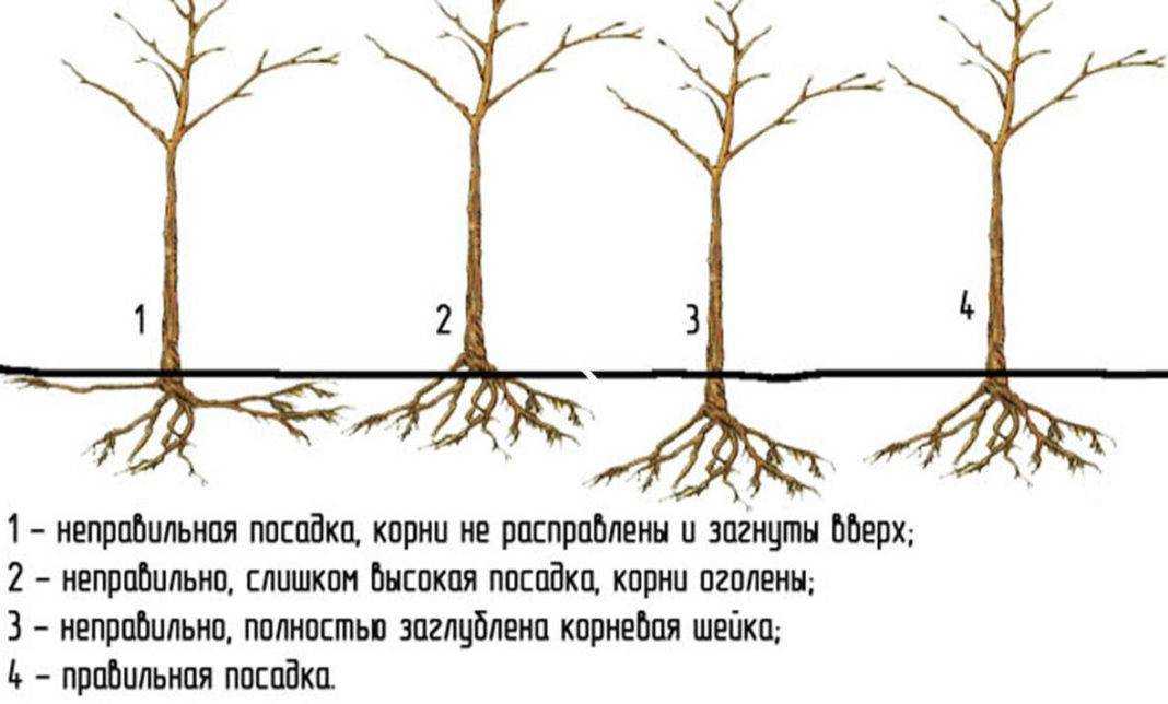 Яблоня колоновидная: выращивание, обрезка, сорта