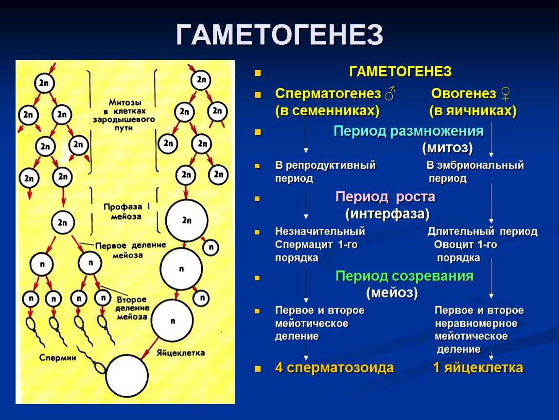 Гаметогенез - определение, виды, этапы