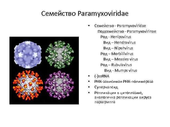 Парамиксовирусы - специальная часть