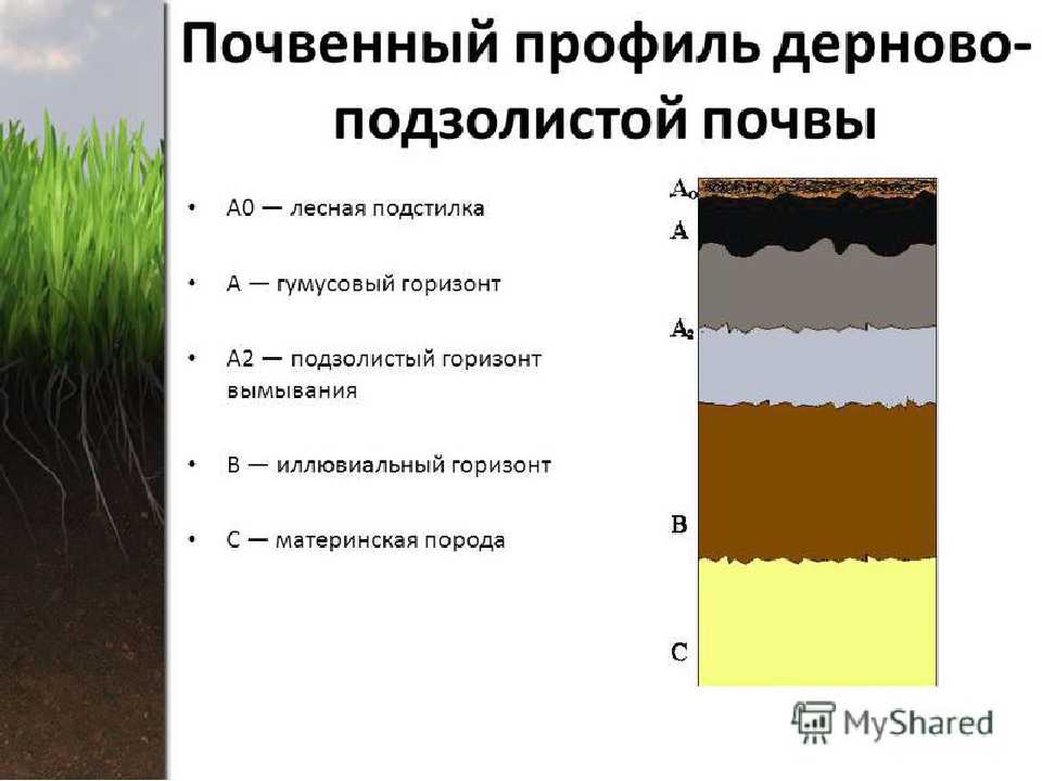 Лес. типы, виды и классификация лесов