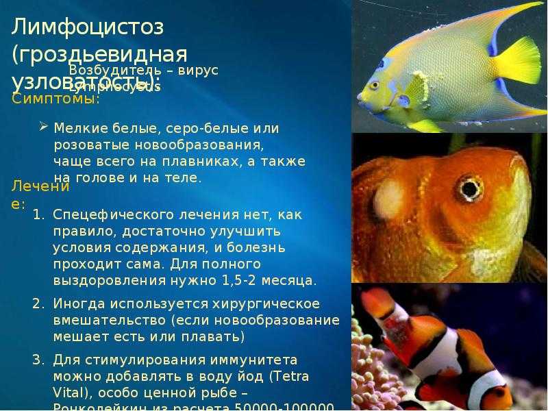 Болезни аквариумных рыбок: симптомы, лечение.