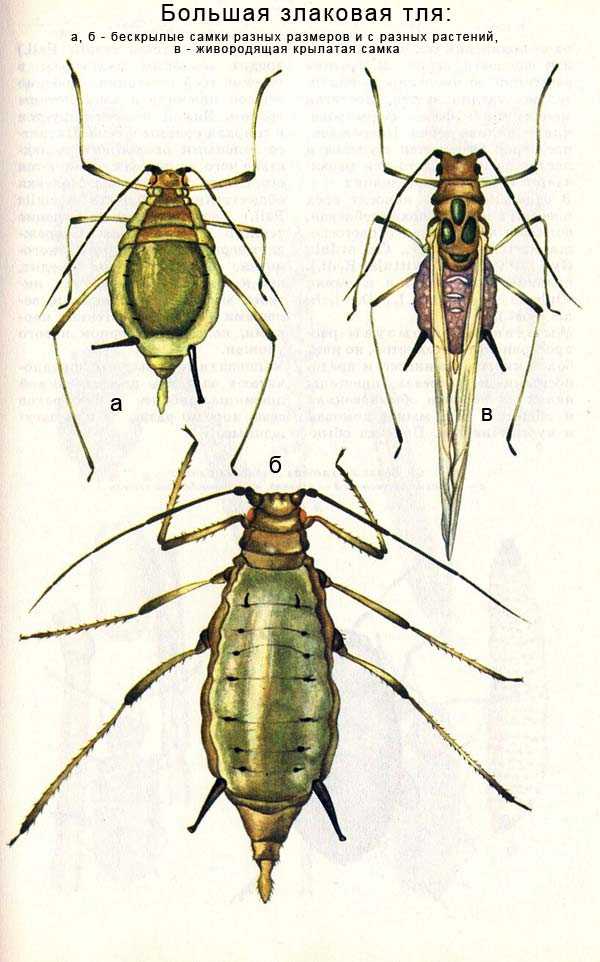 Обыкновенная злаковая тля schizaphis graminum - klop31.ru