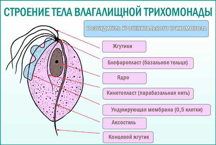 Трихомоноз птицы: лечение, симптомы, профилактика