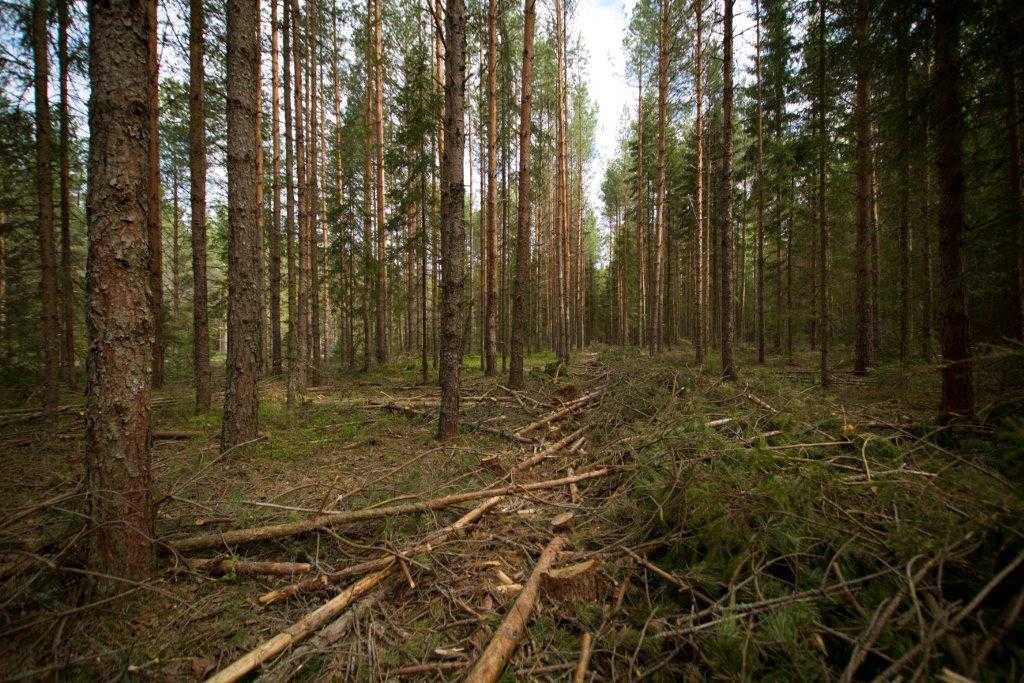 Вкр (дипломная работа) на тему: практика проведения ухода в молодняках в условиях кашарского лесничества ростовской области