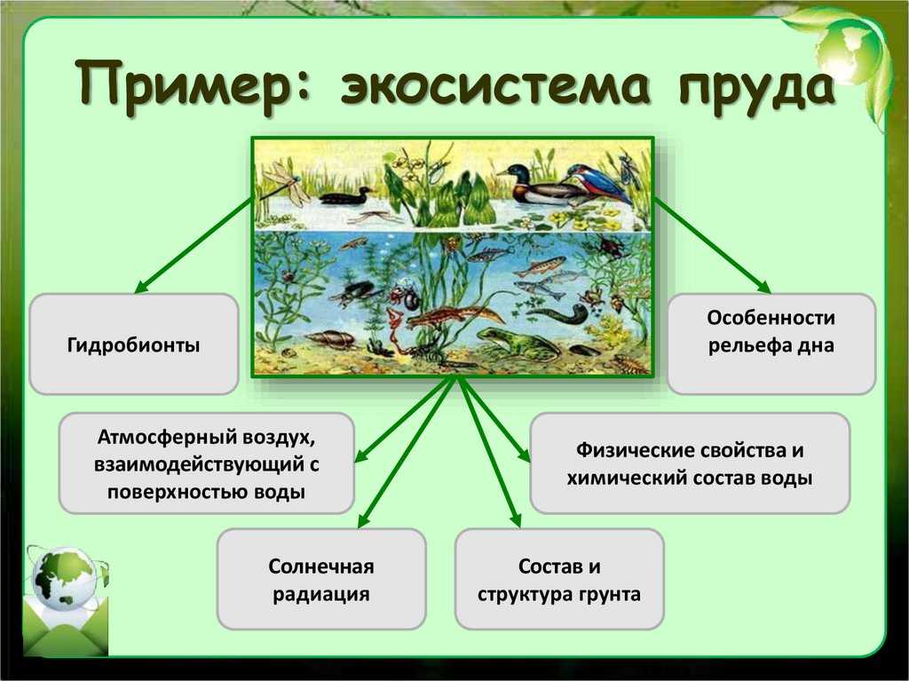 Олиготроф - oligotroph - wikipedia