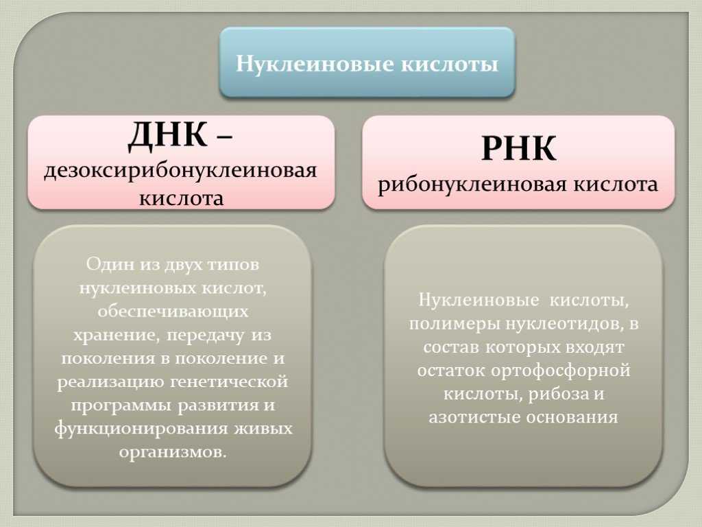 Нуклеотиды в структуре днк: сравнительный анализ -