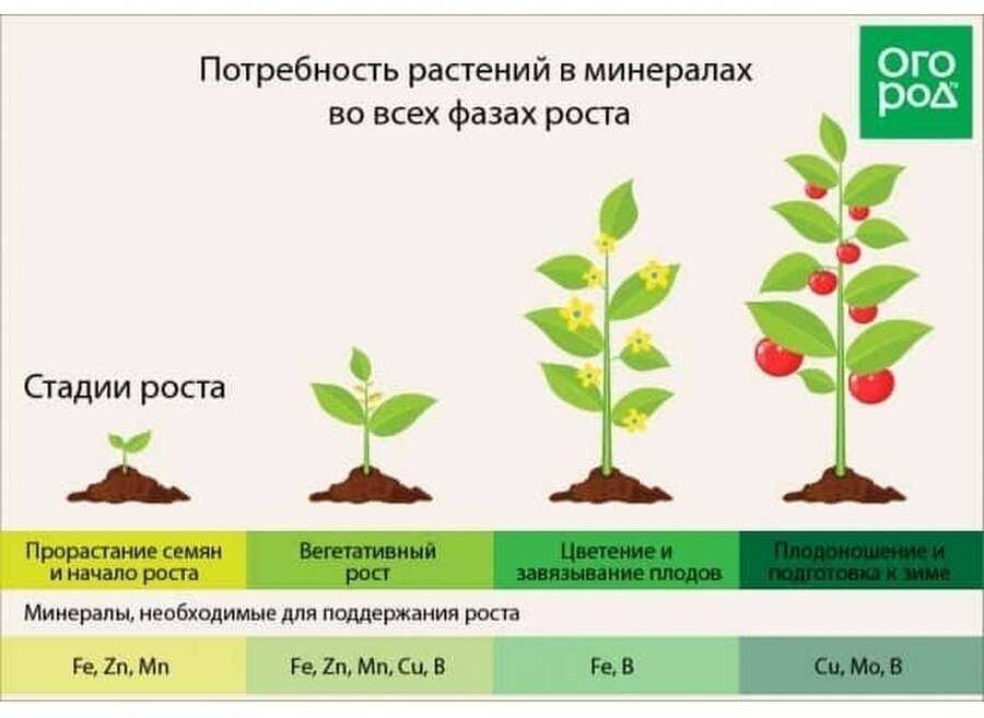 Влияние экзогенных факторов среды на морфогенез и регенерационную способность селекционного материала гороха посевного (pisum sativum l.) (стр. 1 ) | контент-платформа pandia.ru