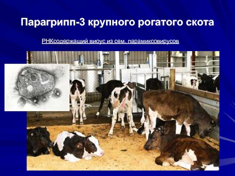 Парагрипп 3 крупного рогатого скота, парагрипп крс (фото и видео)