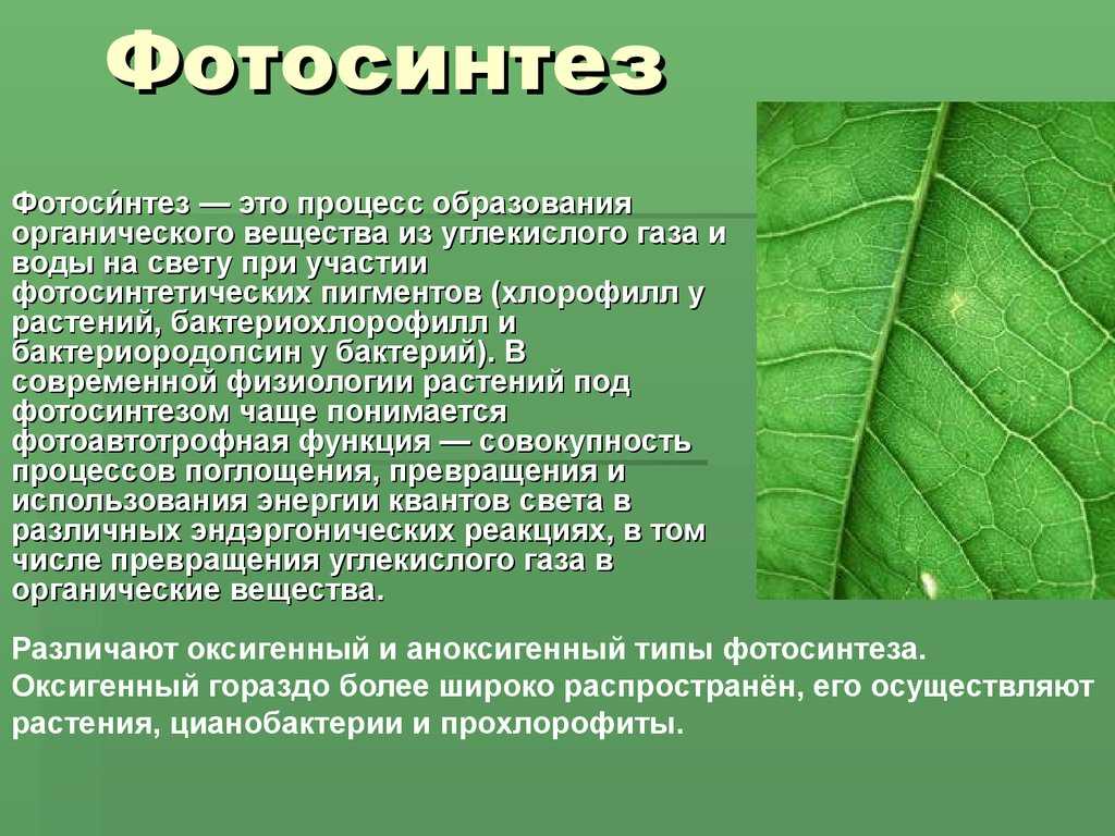 Фотосинтез и урожай : доклад : биология