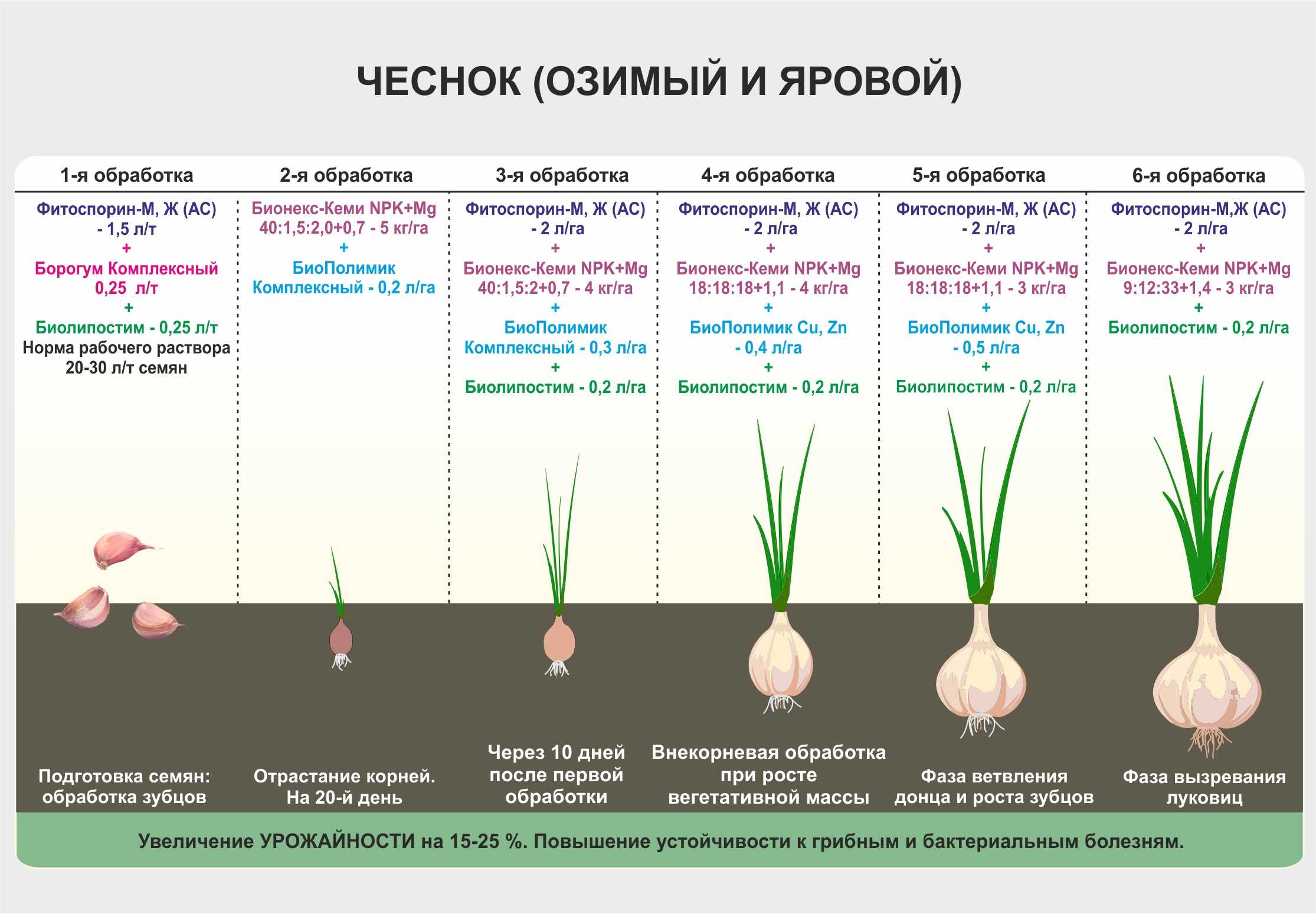 Технология выращивания гречихи (гречки): когда сеять и убирать урожай, от чего зависит урожайность