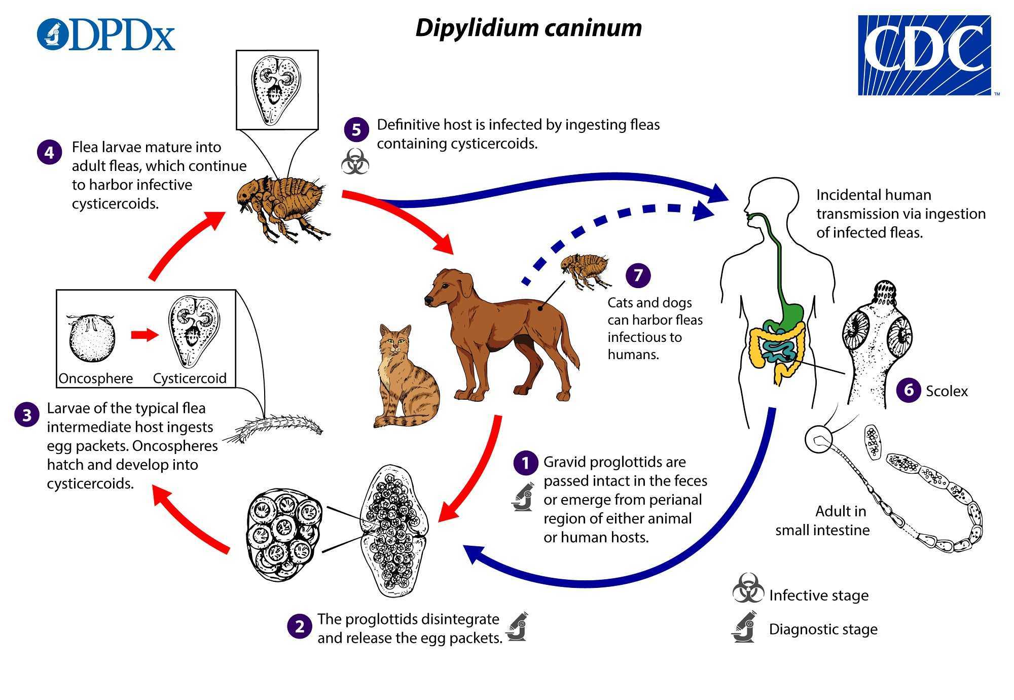 Дипилидиоз у собак лечение. дипилидиоз плотоядных