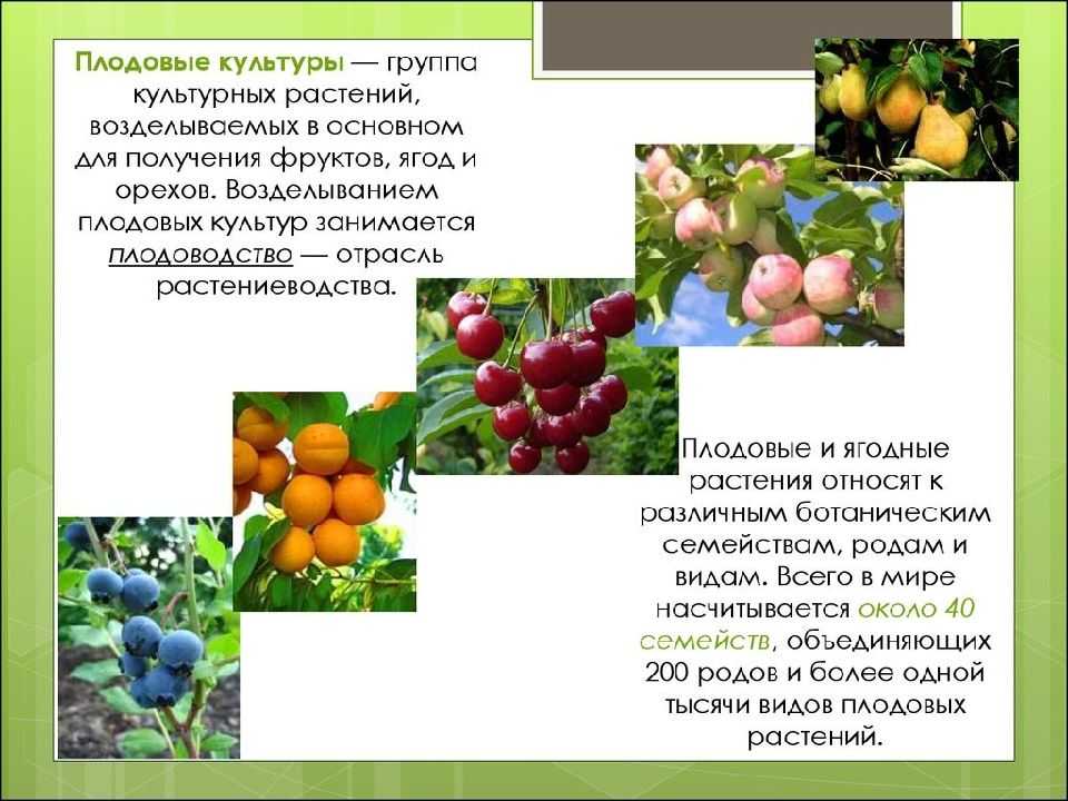 Происхождение культурных растений