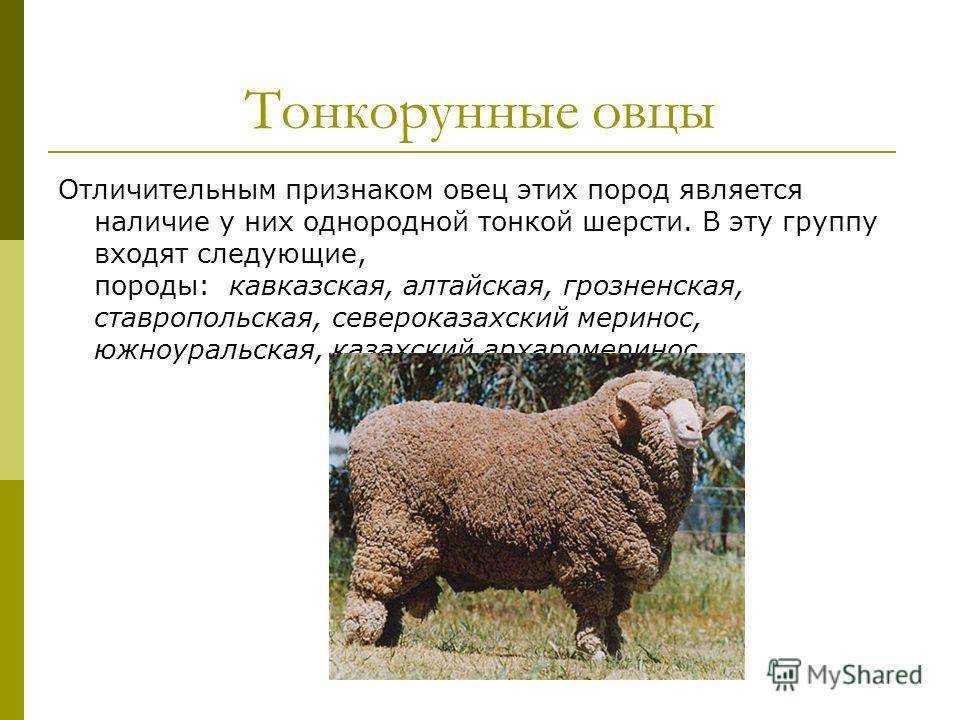 Породы овец: классификация по направлению продуктивности и типу шерсти, обзор пород