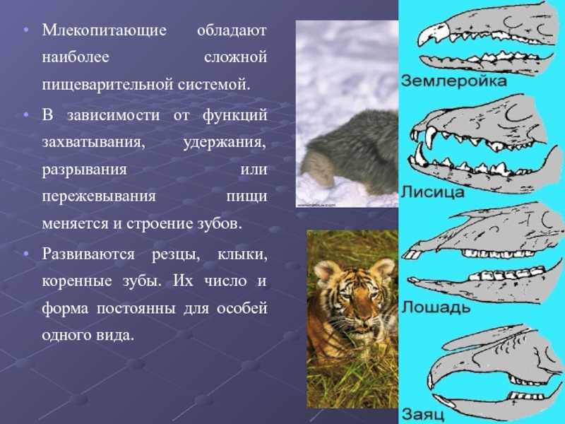 Что сделать из клыков кабана. зубная система у кабана