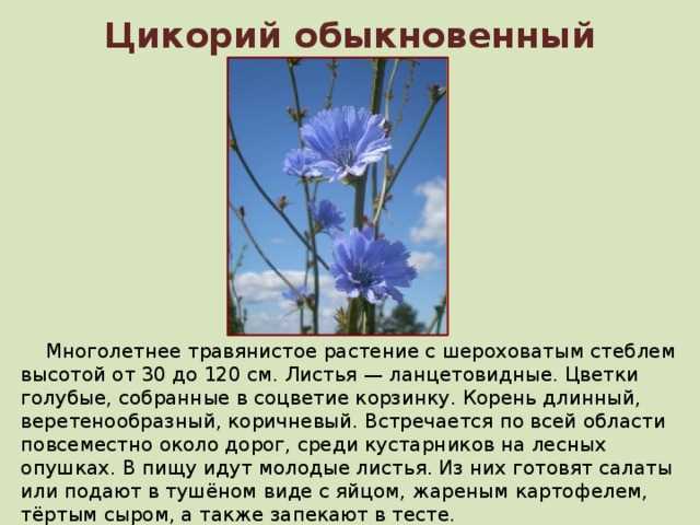 Доклад на тему цикорий 5 класс сообщение
