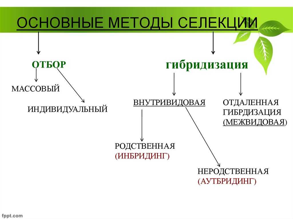 Методы селекции растений – основные классические