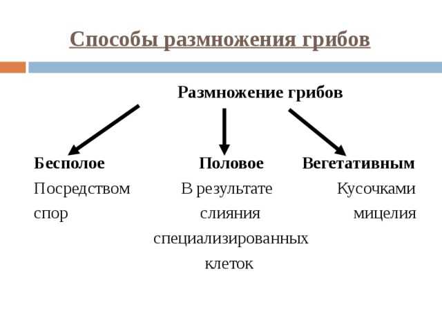 Размножение грибов