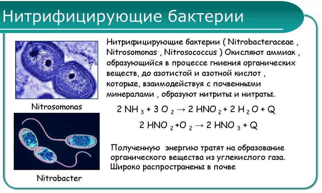 Что такое нитрифицирующие бактерии