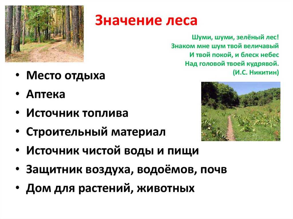 Особенности ведения хозяйства в рекреационных лесах