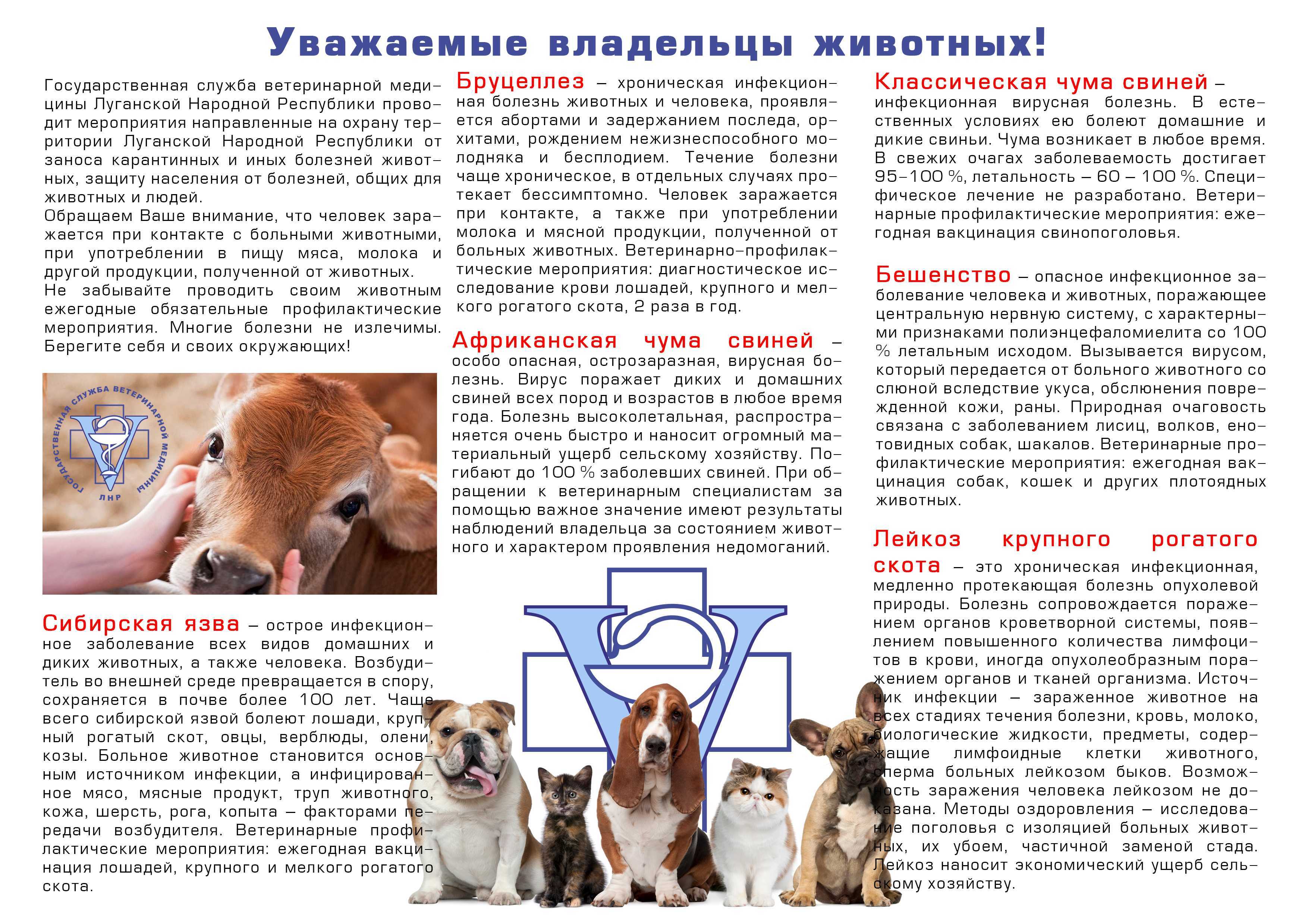 Правильная гигиена домашних животных