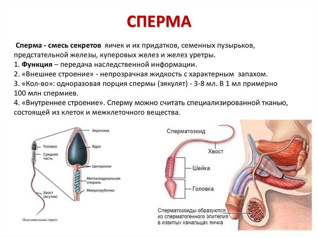 Мужская сперма: состав, объем и запах — что определяет качество?