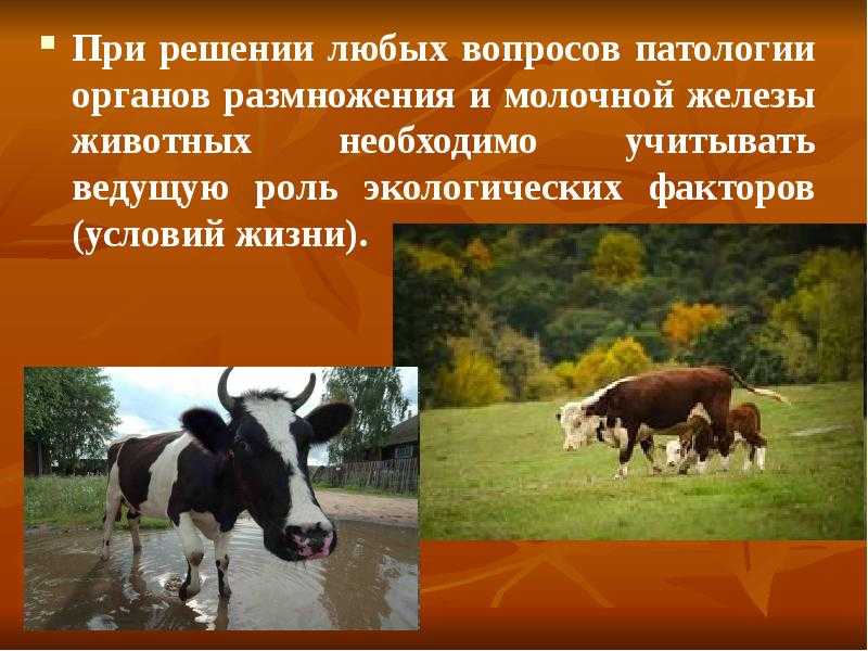 История и развитие ветеринарии в россии и мире — унивет