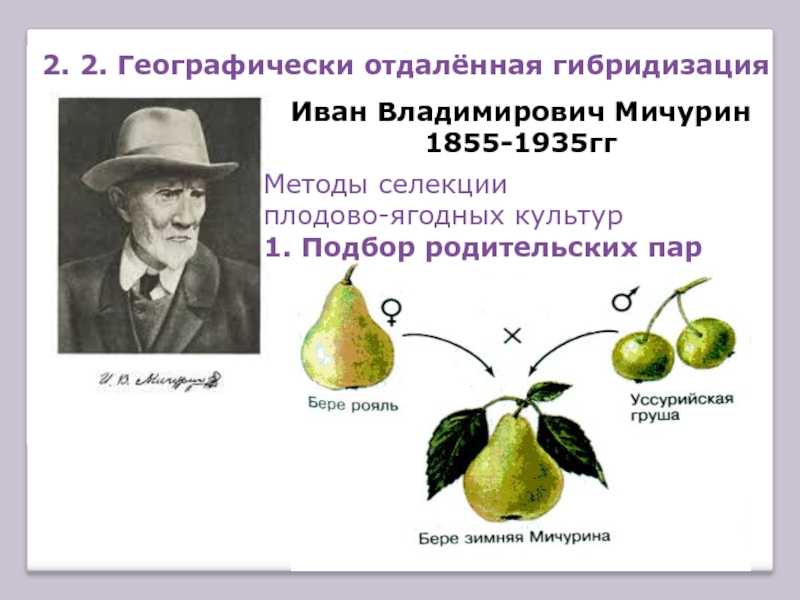 Методы селекции растений