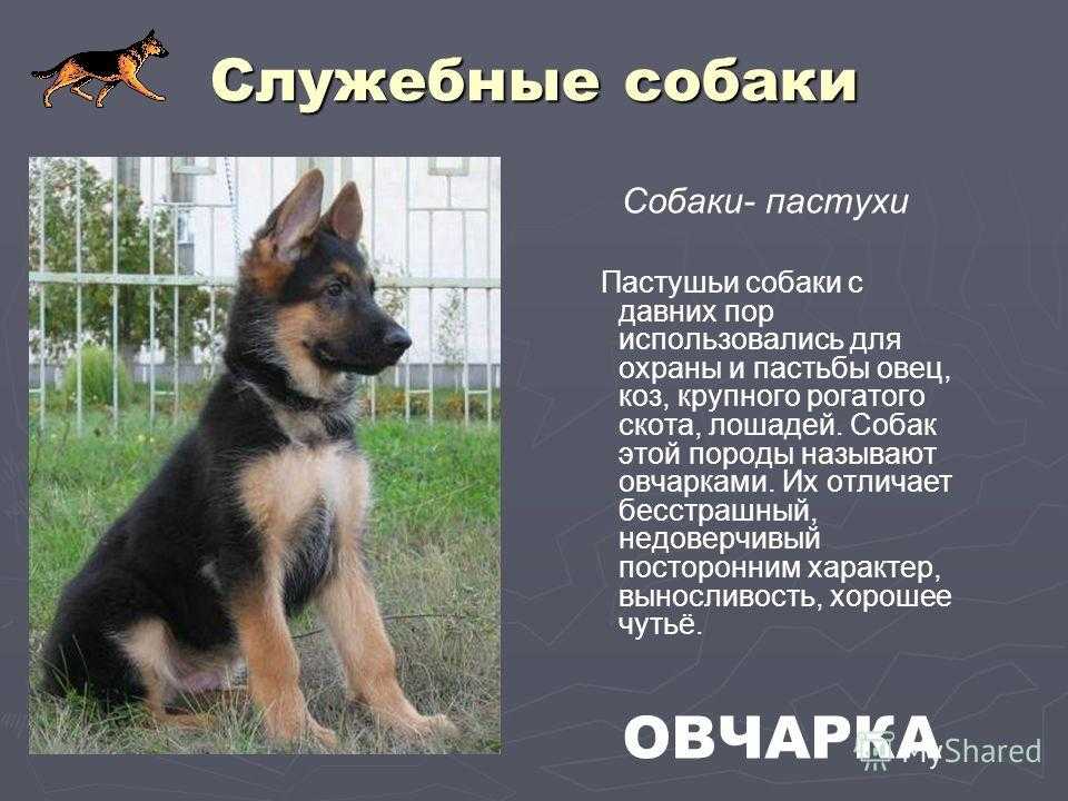 Зоотехника. породы животных. структура породы и методы поддержания этой
структуры