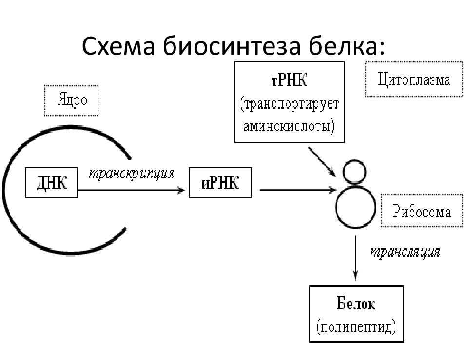 Генетический код и его свойства | клетка как биологическая система | теория | решутест. продвинутый тренажёр тестов