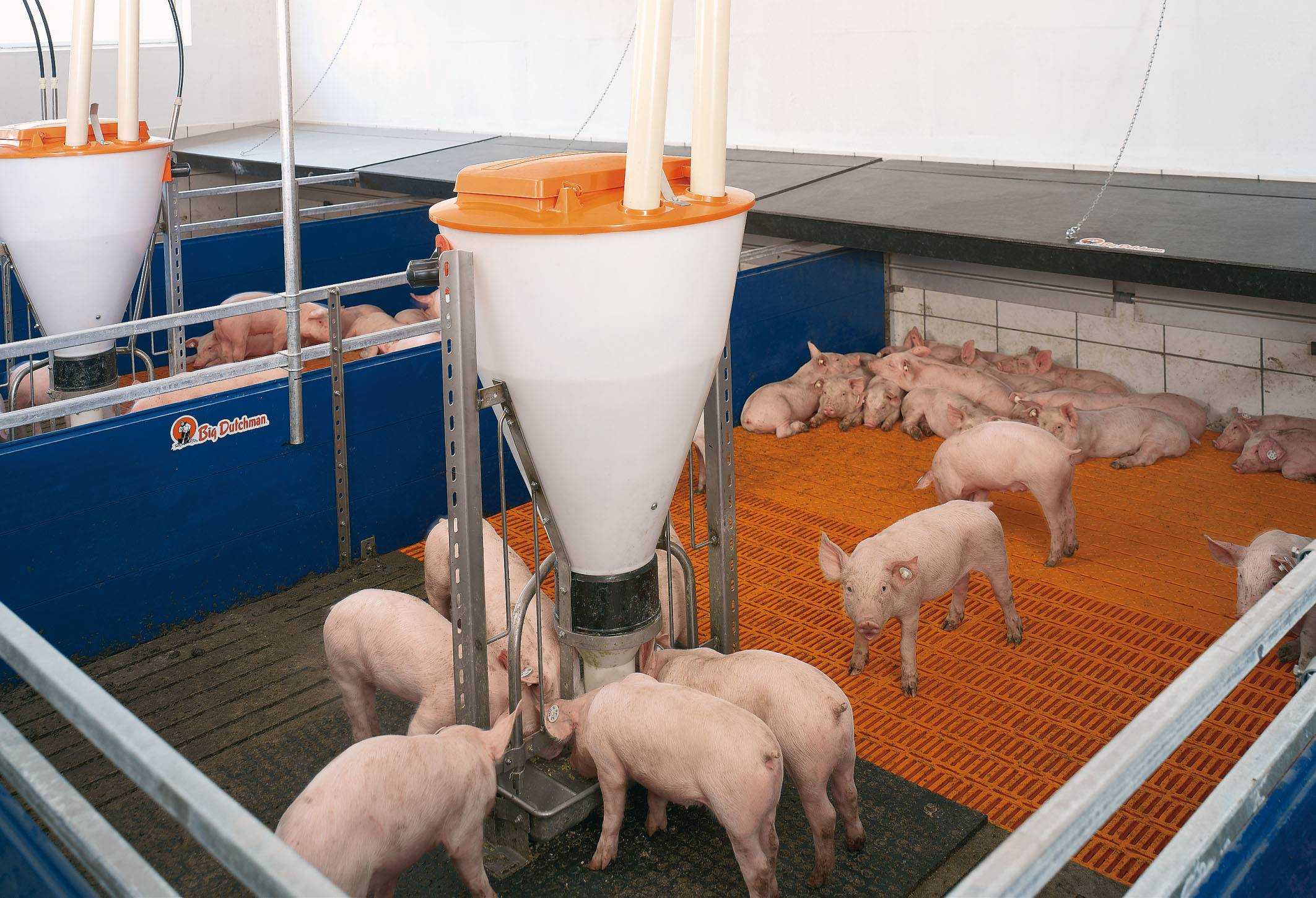 Как кормить свиней для быстрого роста в домашних условиях