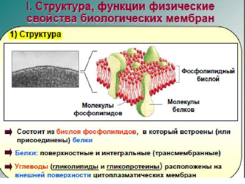 Основные клеточные формы
