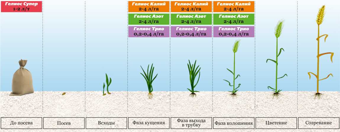 Вопросы 1, 29. фазы роста и развития зерновых культур и их характеристика