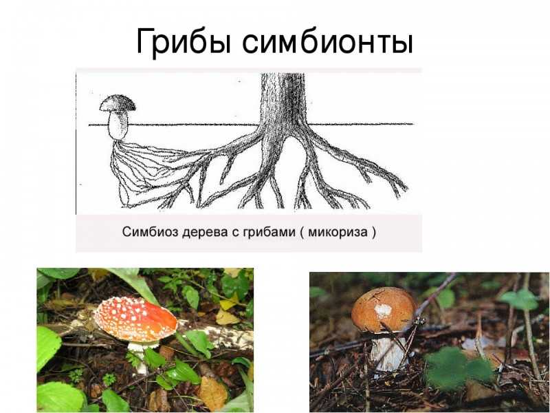 Что такое сапрофиты и чем они отличаются от паразитирующих бактерий