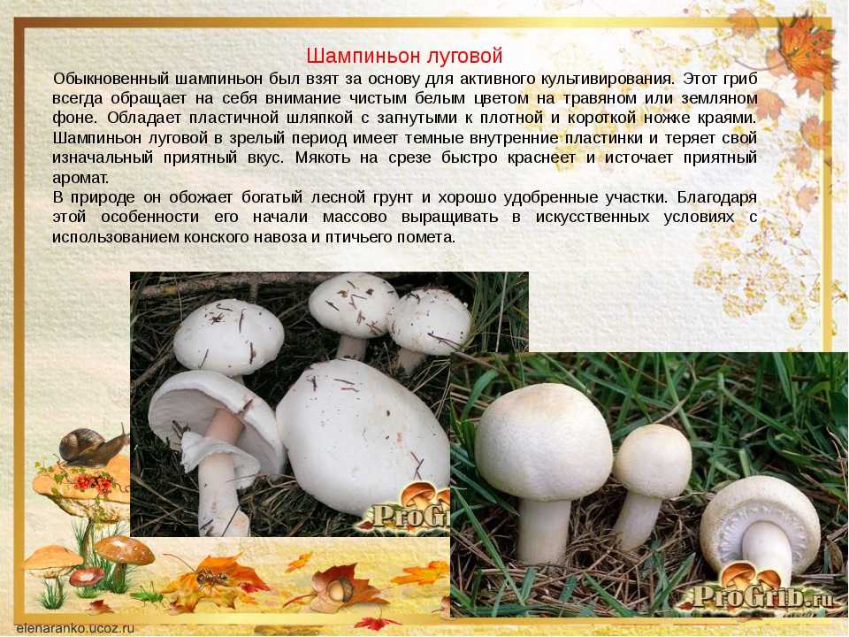 Сбор грибов шампиньонов: правильное извлечение и хранение - proufu.com