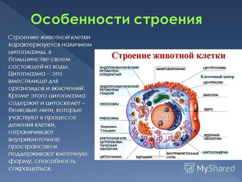 Строение цитоплазмы. органеллы цитоплазмы. клеточные включения