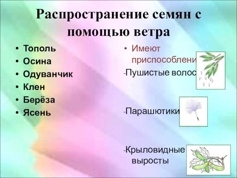 Плод. способы распространения и значение