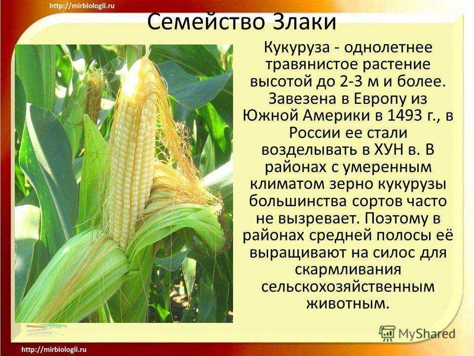 Кукуруза. выращивание и уход. садовая энциклопедия.
заголовок страницы
