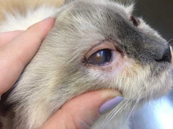 Болезни глаз у собак: причины, лечение, выбор лекарств_ | wwwcat.ru