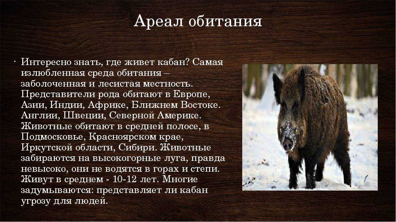 Анатомия и строение тела свиньи - свиноводство - животноводство - собственник