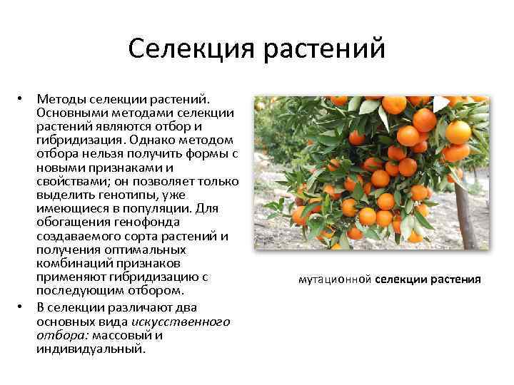 Понятие об исходном материале для селекции и методы его создания. особенности селекции - курсовая работа