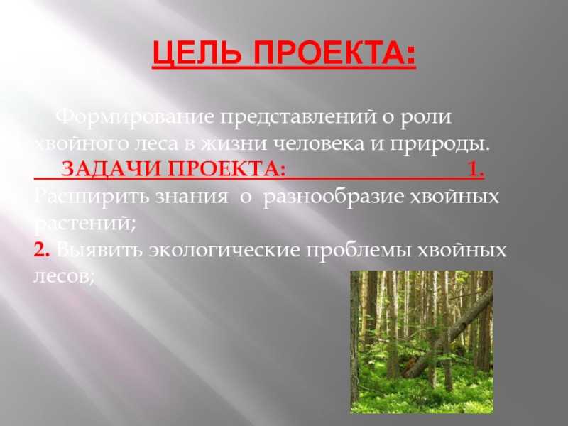 Сосна